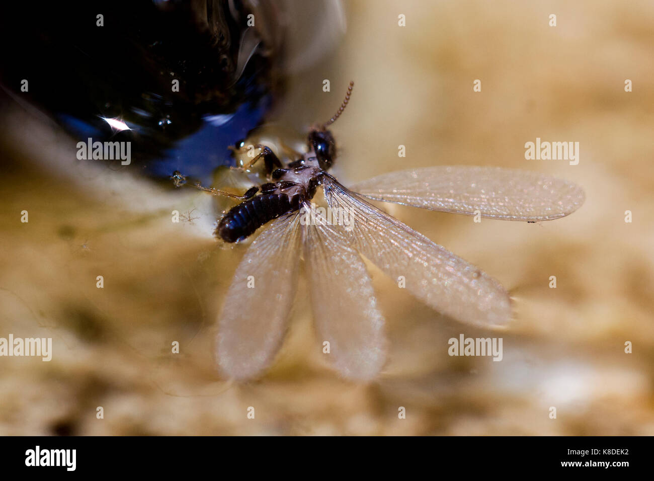 Insect trapped on water surface due to physics science of surface tension Stock Photo