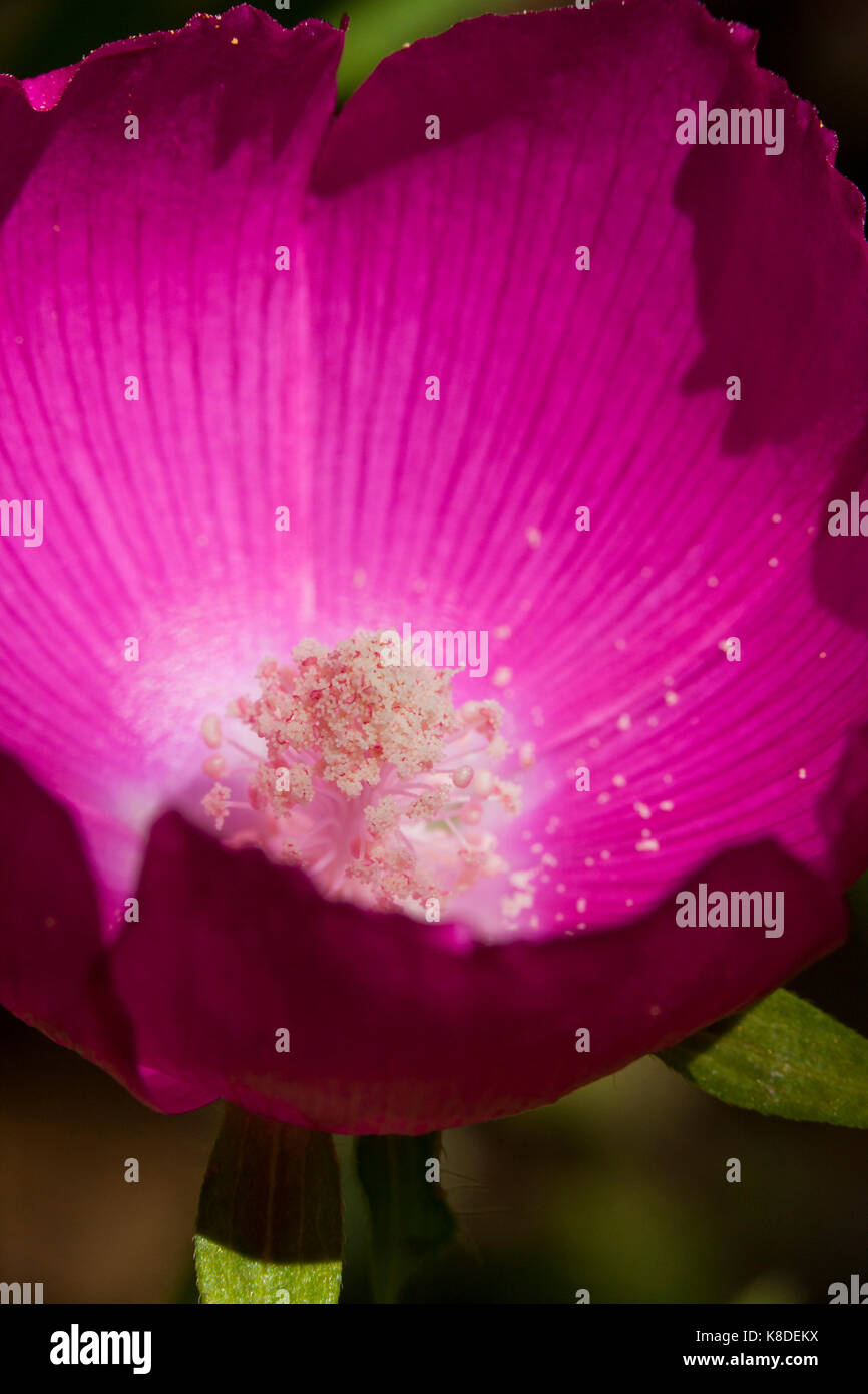 Pollen on Purple poppy mallow flower (Callirhoe) - USA Stock Photo