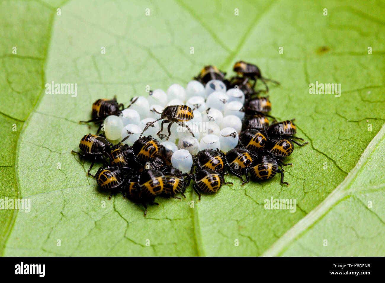 Brown marmorated stink bug hatchlings (Halyomorpha halys) - USA Stock Photo