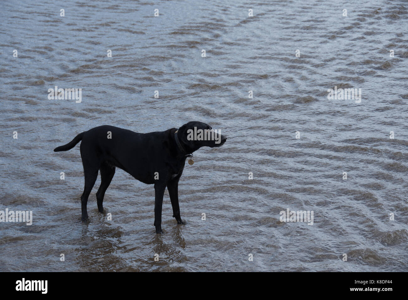 A black dog paddles in the sea at Combe Martin Stock Photo Alamy