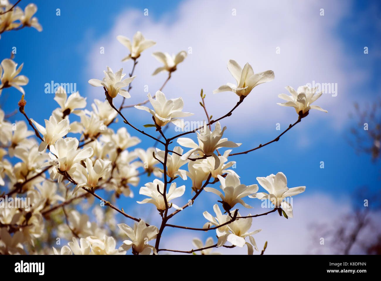 Magnolia spring flowers Stock Photo - Alamy