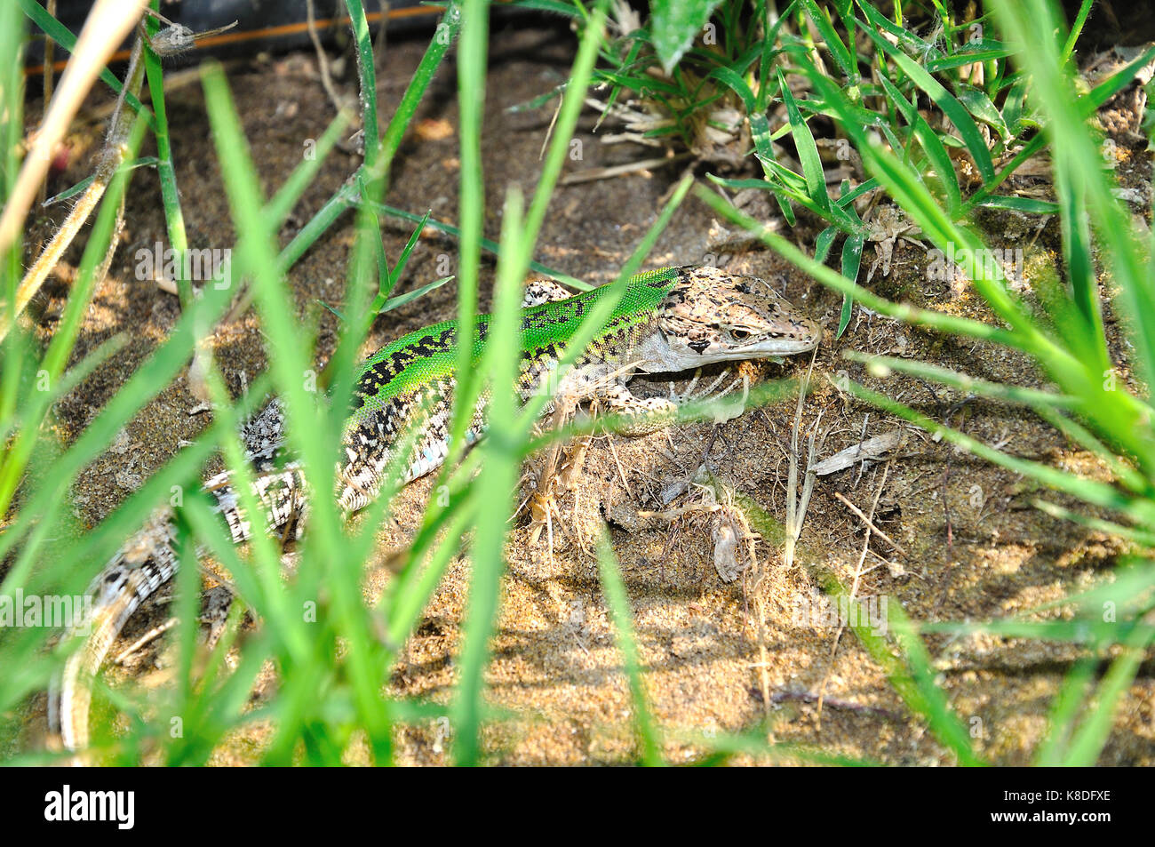 Italian Wall Lizard (Podarcis Siculus) Stock Photo