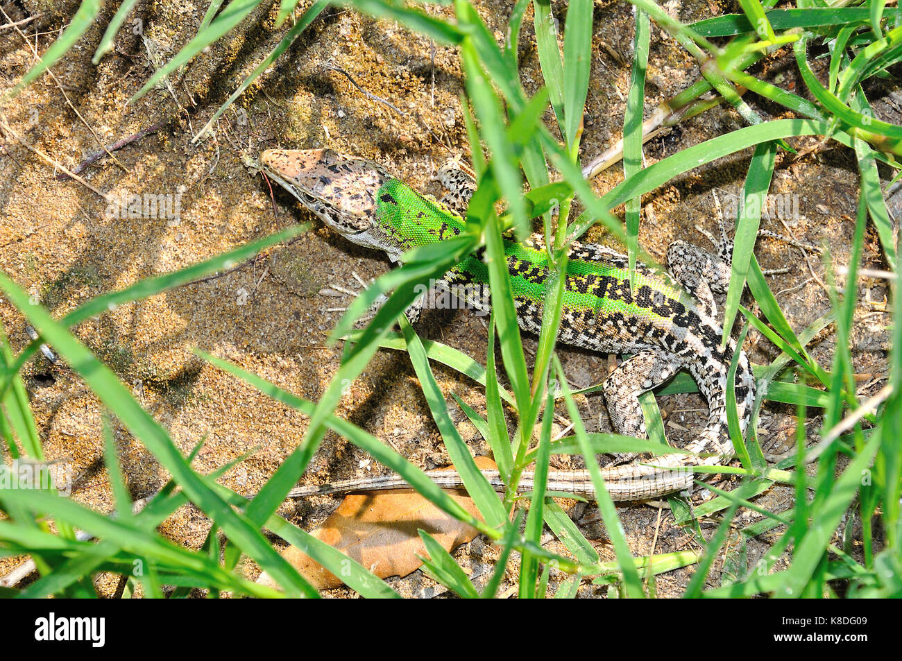 Italian Wall Lizard (Podarcis Siculus) Stock Photo