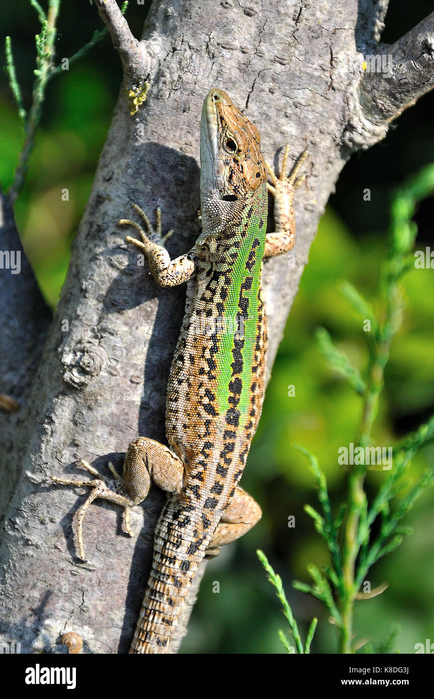 Italian Wall Lizard (Podarcis Siculus) Stock Photo