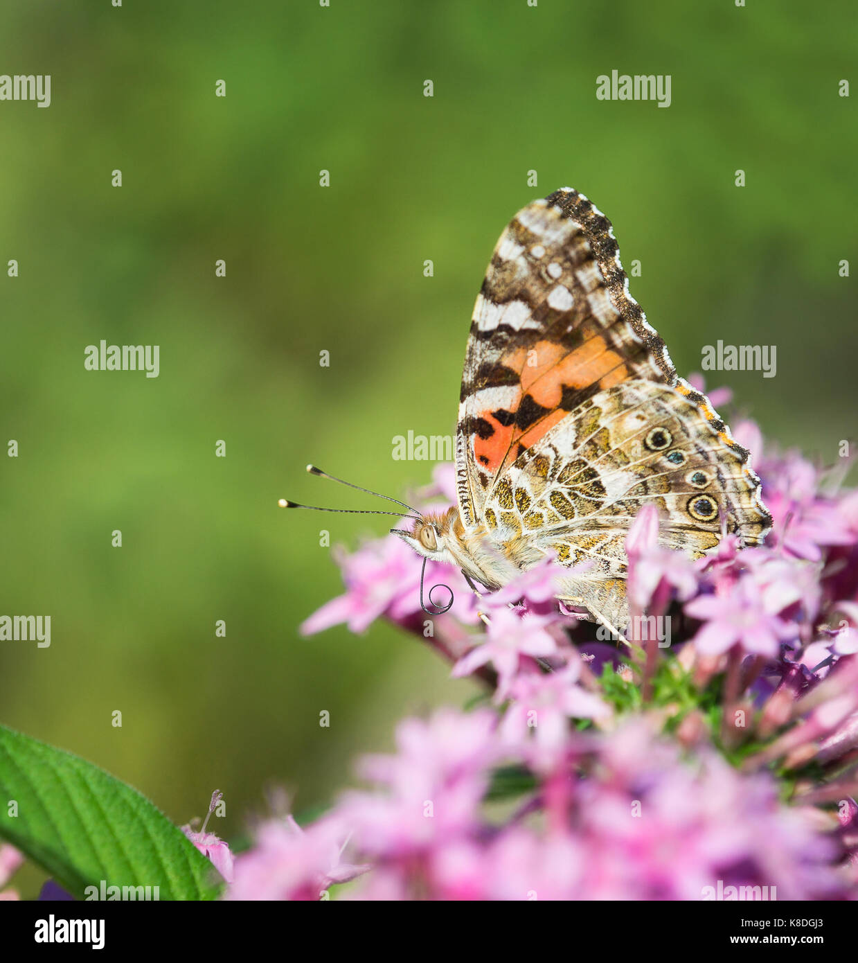 Painted Lady butterfly (Vanessa cardui) with curled proboscis on pink Pentas flowers. Natural green background with copy space. Stock Photo