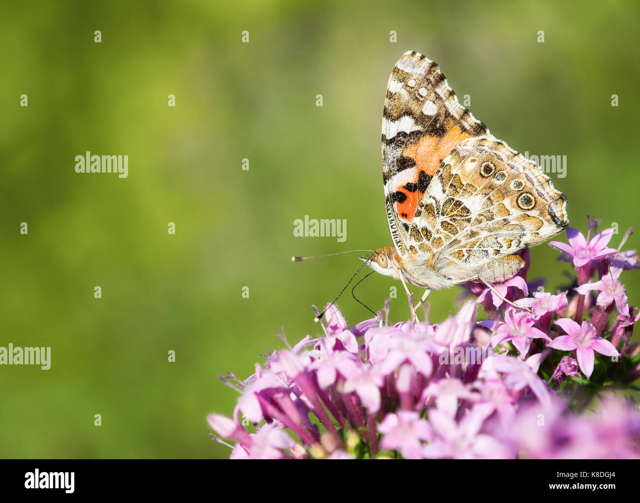 Painted Lady butterfly (Vanessa cardui) feeding on pink Pentas flowers. Natural green background with copy space. Stock Photo