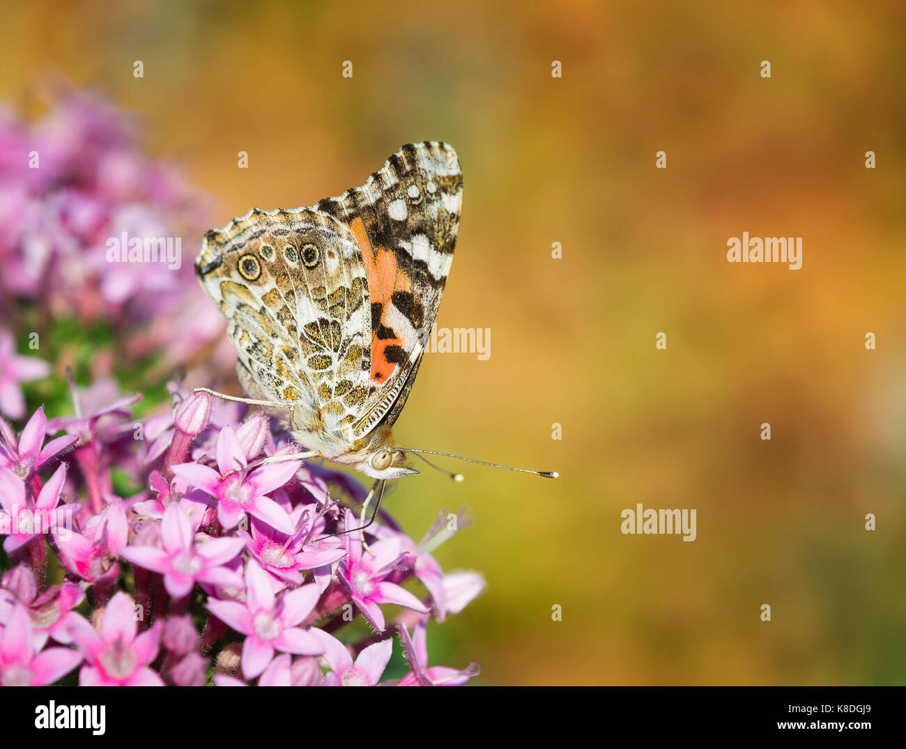 Painted Lady butterfly (Vanessa cardui) feeding on pink Pentas flowers in the fall garden. Copy space. Stock Photo