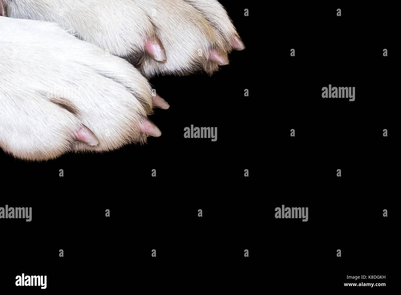 Black dog white paw hi-res stock photography and images - Alamy