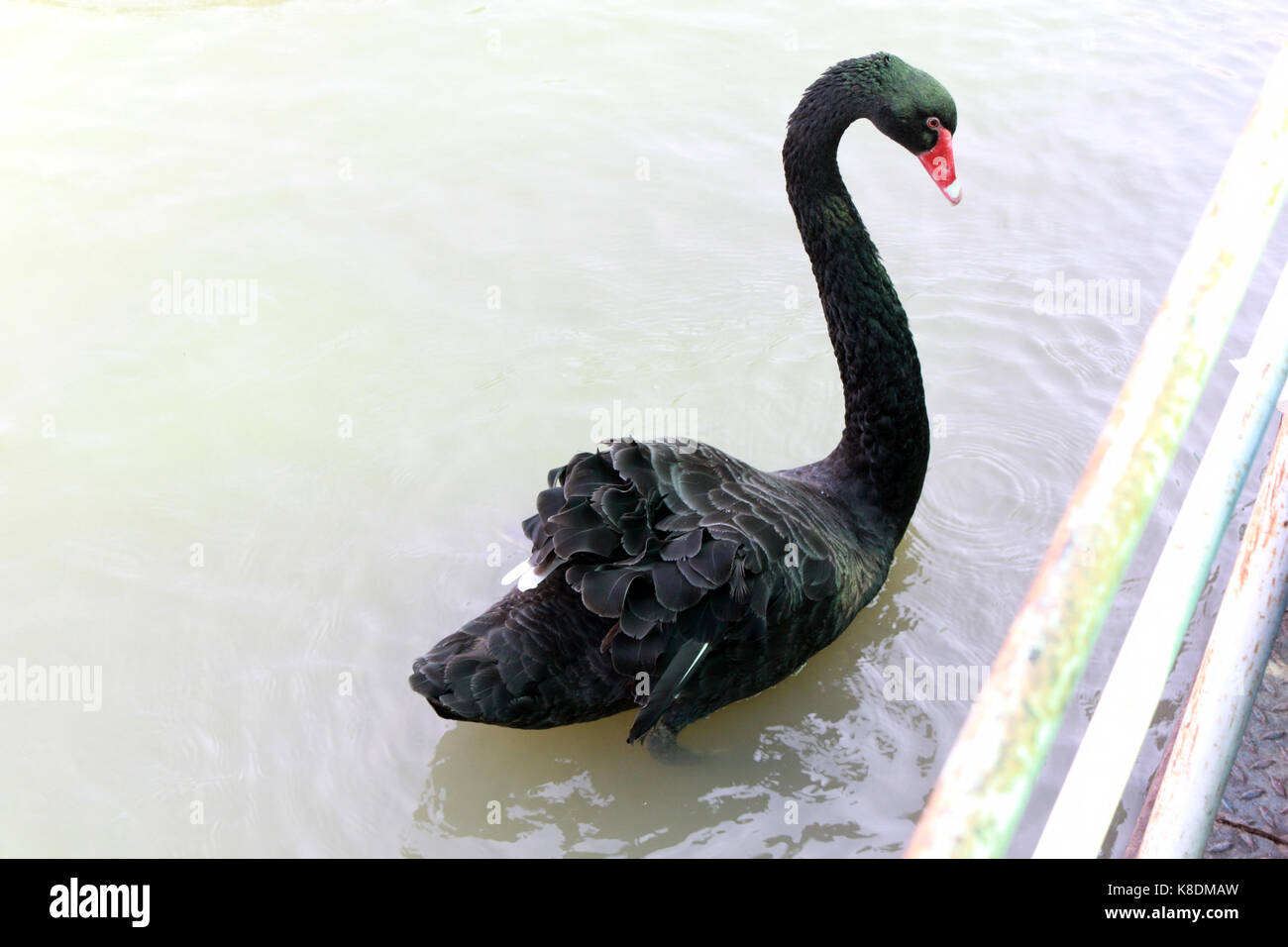 Black swan (Cygnus atratus). Wild life animal. Stock Photo