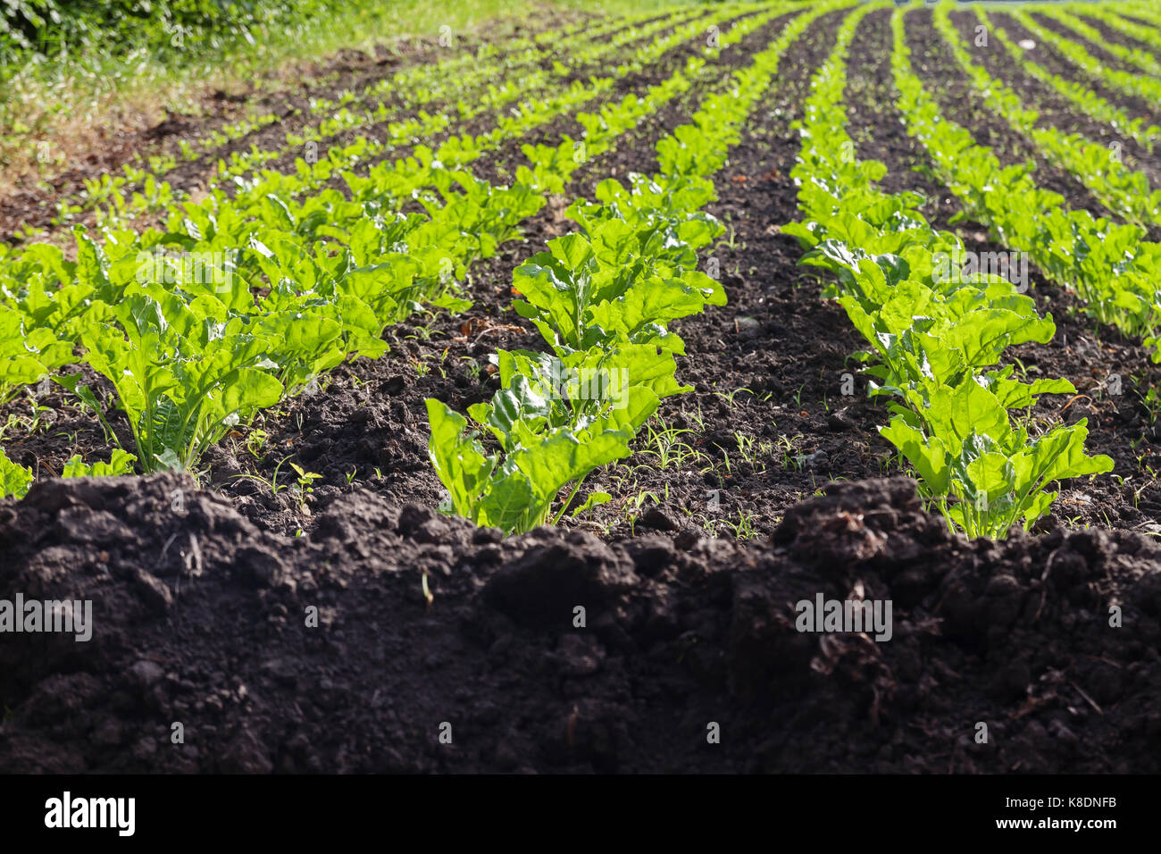 Growing rows fresh corn sprouts hi-res stock photography and images - Alamy