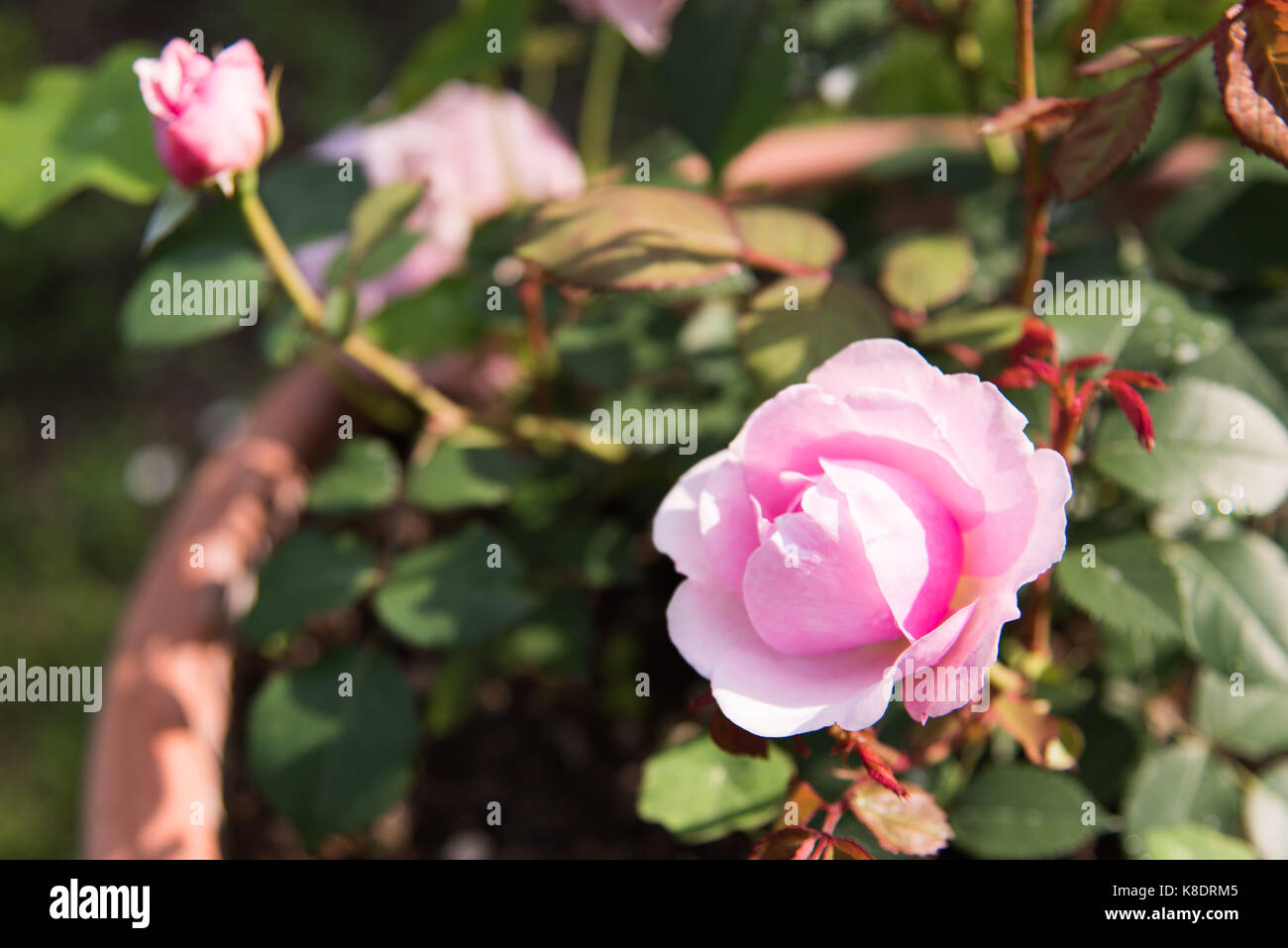 Medieval princess in garden hi-res stock photography and images - Alamy