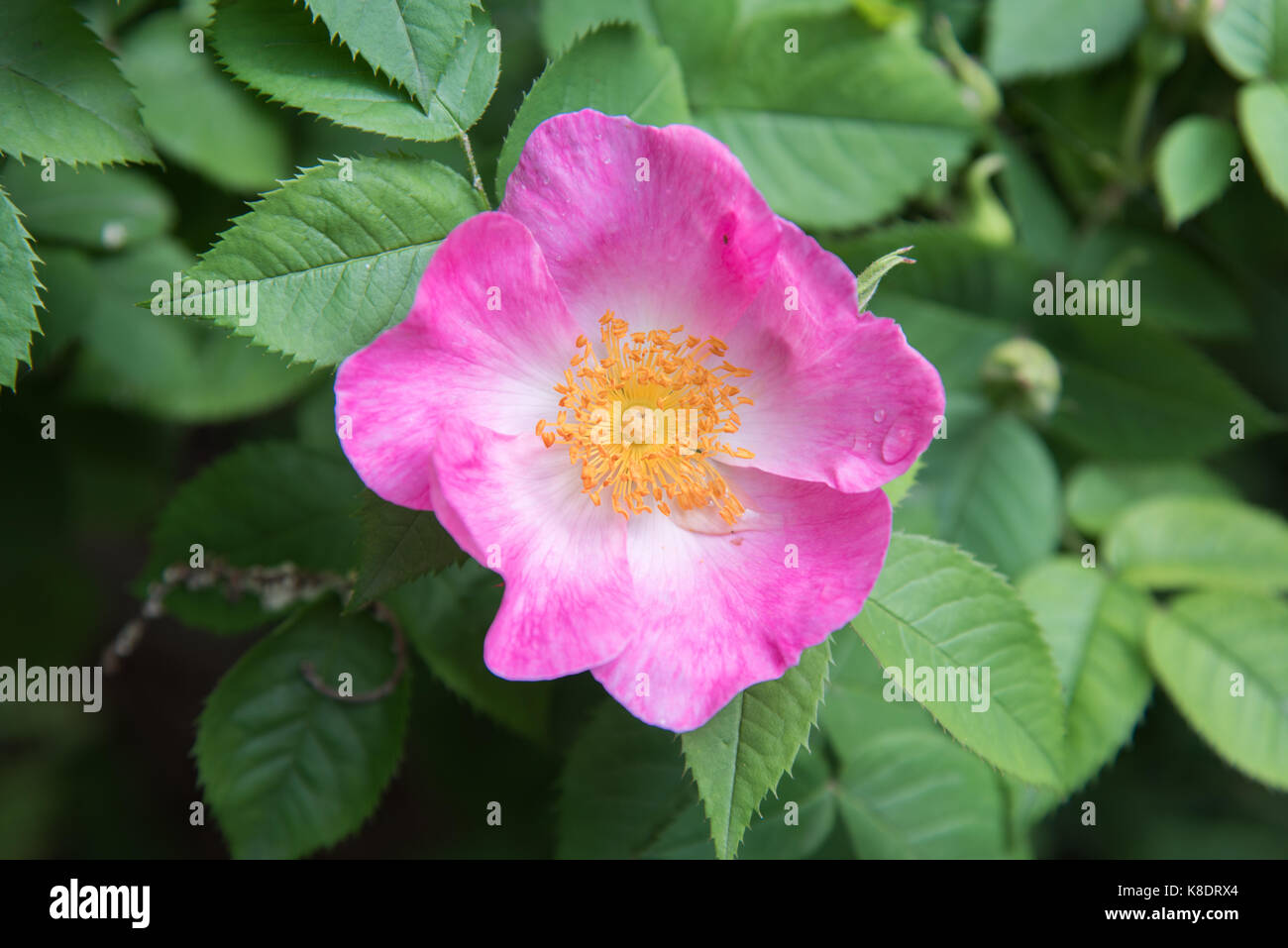 Walking in the garden of ancient roses Stock Photo - Alamy