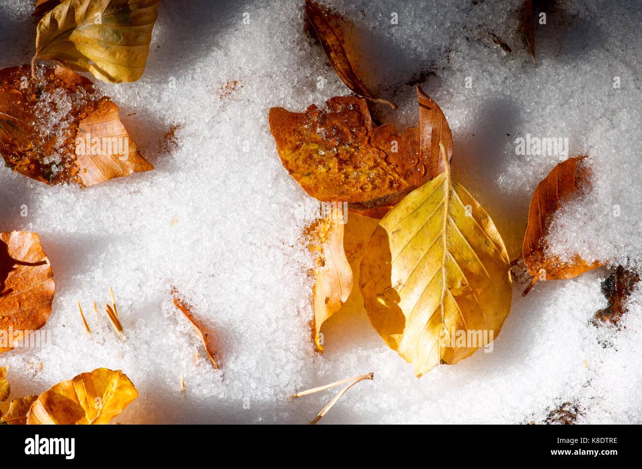 Closeup of a fallen autumn leaves on snow Stock Photo - Alamy