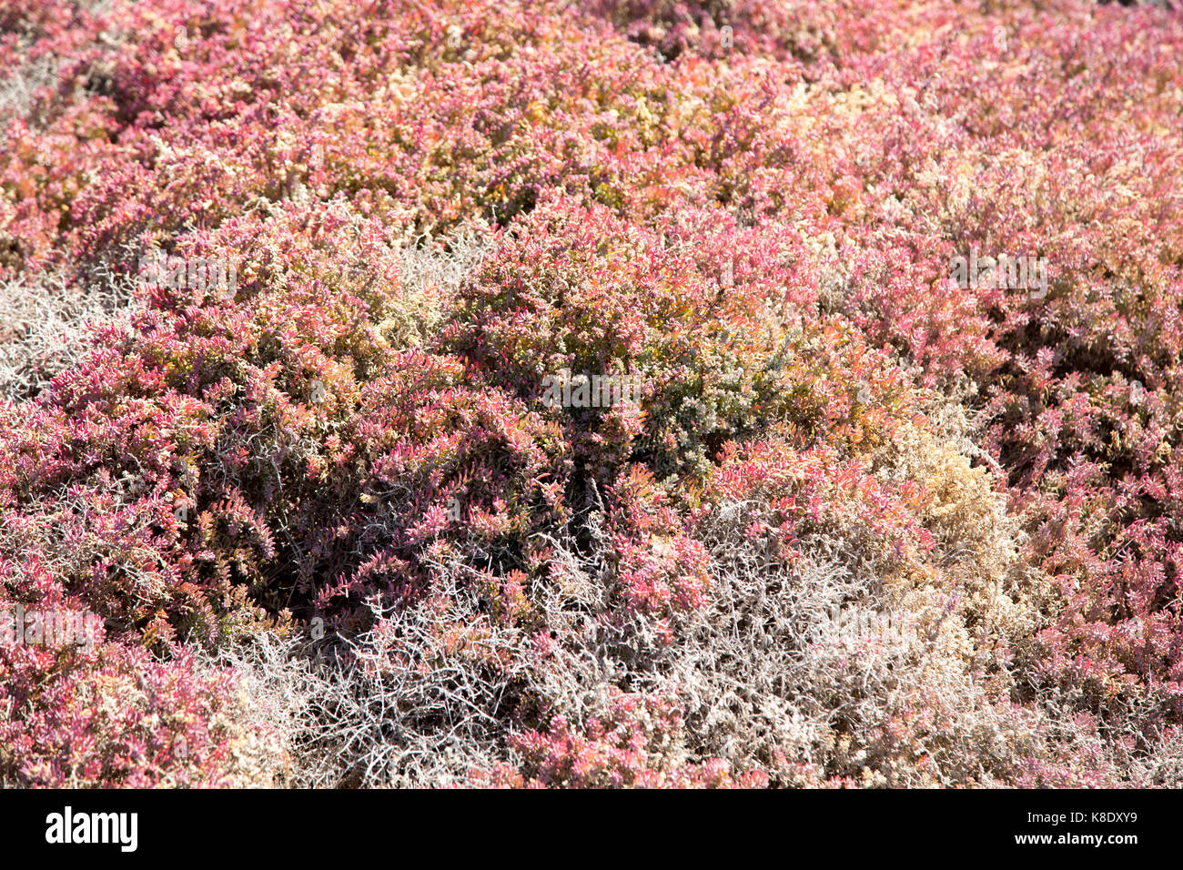 Close up of pink red prostrate succulent plant Mesembryanthemum nodiflorum, La Isleta, Lanzarote, Canary islands, Spain Stock Photo