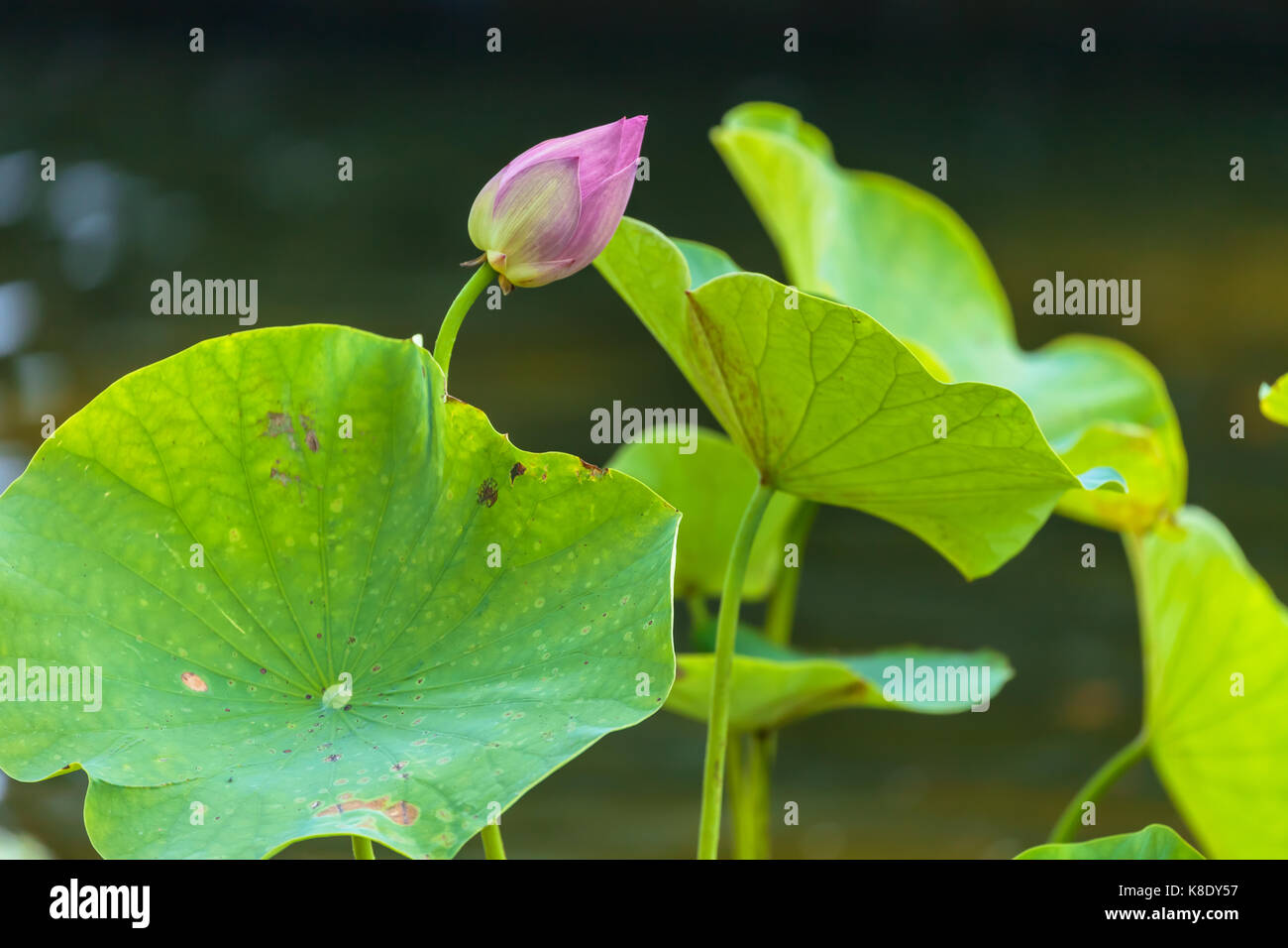 Pink lotus the national flower of india hi-res stock photography and ...