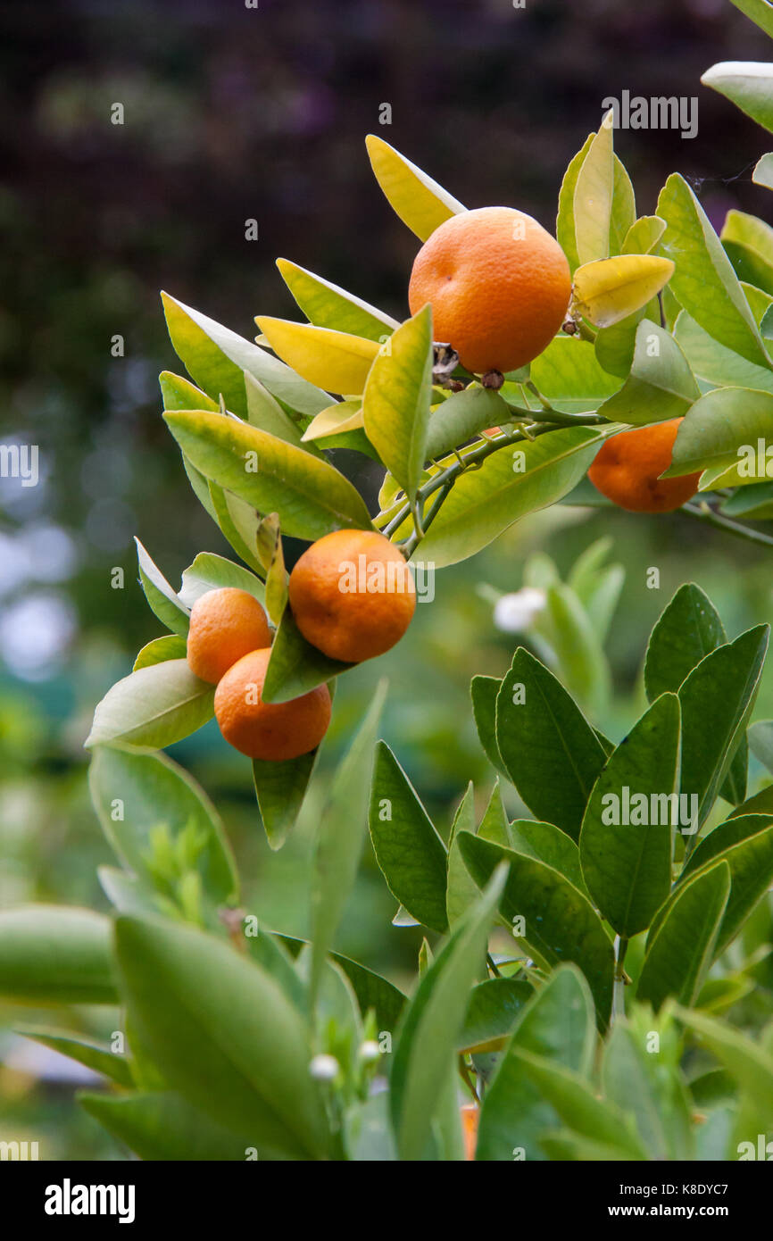 Some Mandarins (Citrus reticulata) Hanging on Bush, Italy, Europe Stock Photo