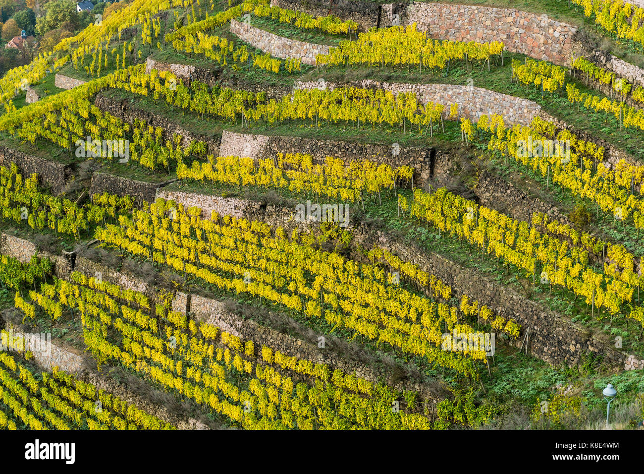 Mei?ner Elbland, vineyard terraces in Radebeul, Meissner Elbland, Weinbergterrassen in Radebeul Stock Photo