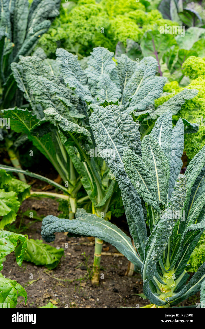 Vegetable garden with green cabbage plants growing Stock Photo Alamy