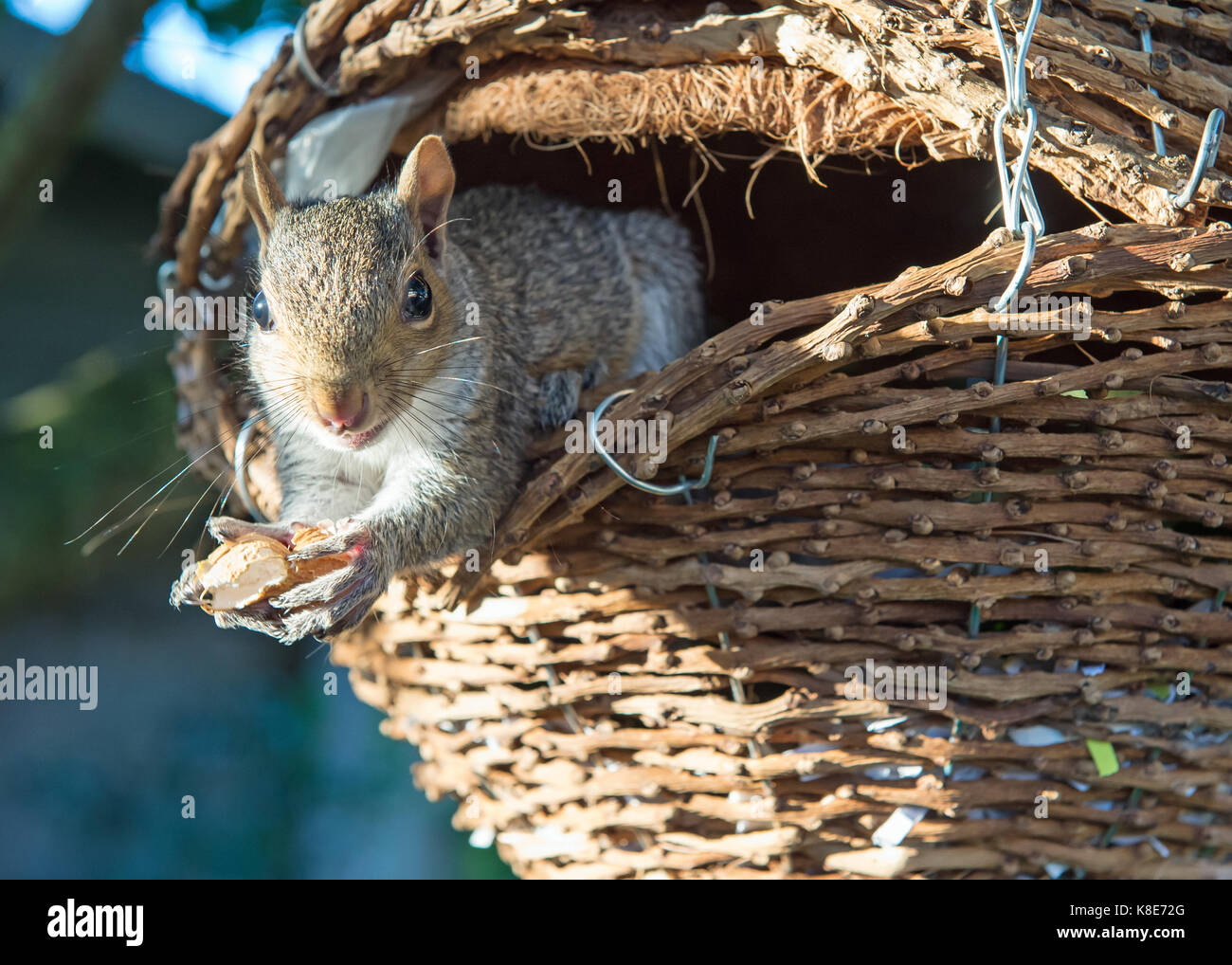 Grey squirrel (Sciurus carolinensis) eating. Stock Photo