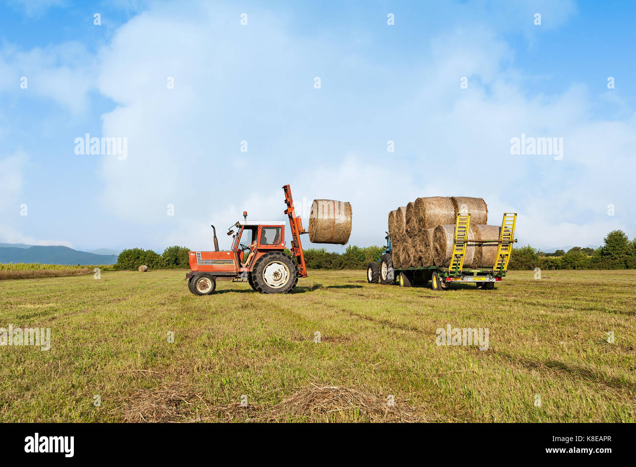 Agricultural scene. Tractor collecting hay bales in field and loading