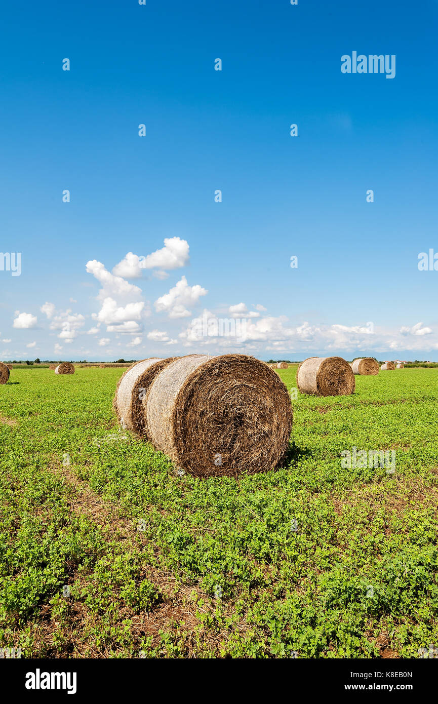 Round hay bales in harvested field and blue sky with clouds ...