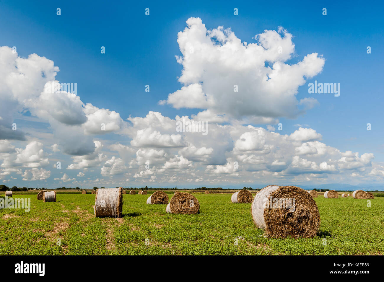 Round hay bales in harvested field and blue sky with clouds ...