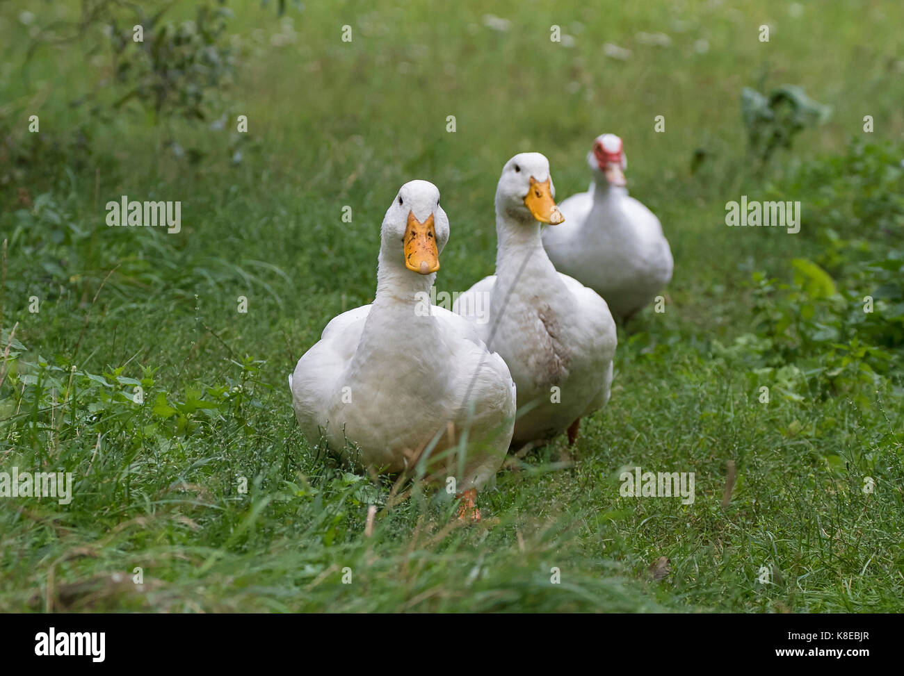 Two German Peking ducks Stock Photo Alamy