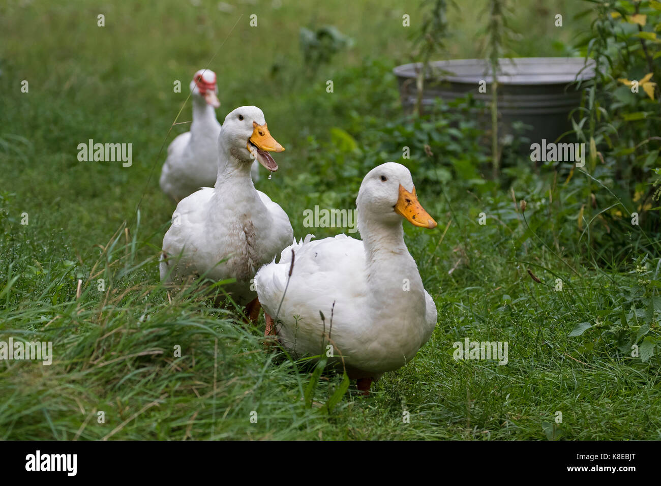 Two German Peking ducks Stock Photo