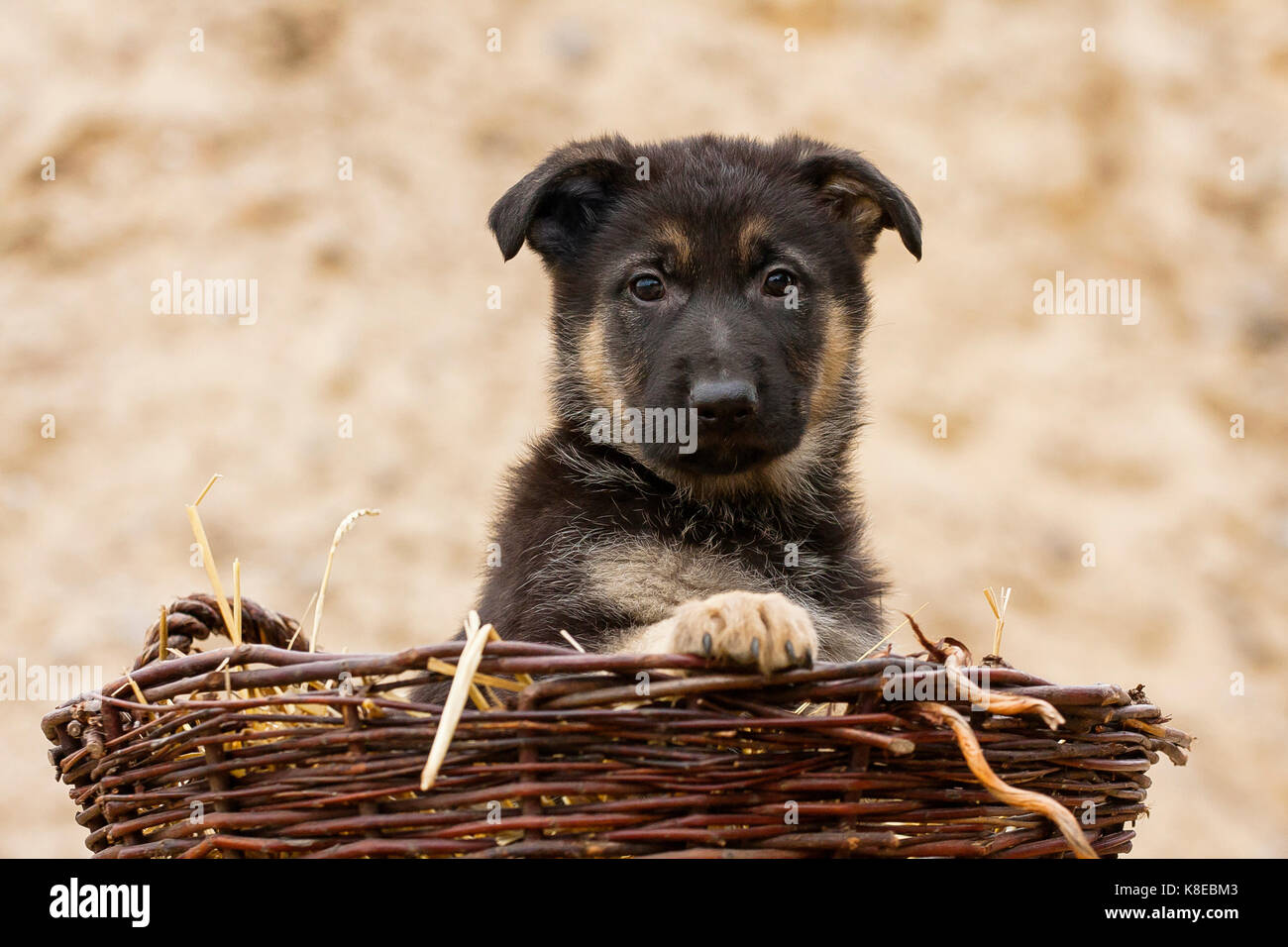 German Shepherd, puppy in basket, 8 weeks, portrait Stock Photo