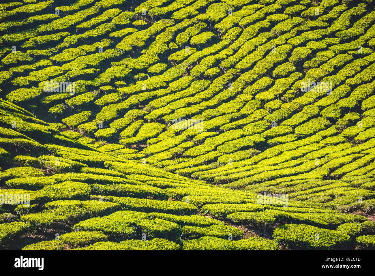 Hill with tea plantations, tea growing, Cameron Highlands, Tanah Tinggi Cameron, Pahang