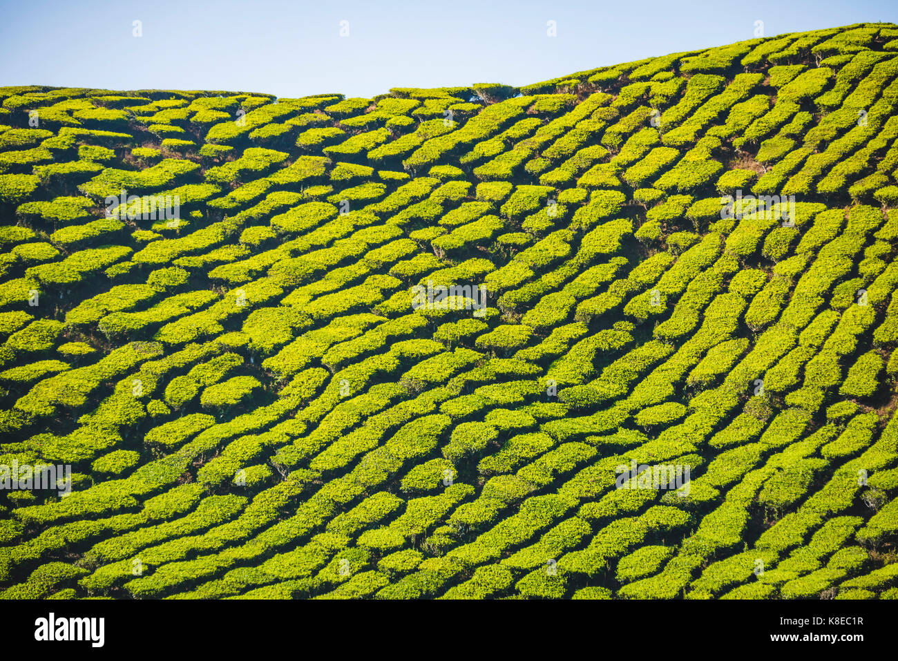 Hill with tea plantations, tea growing, Cameron Highlands, Tanah Tinggi Cameron, Pahang