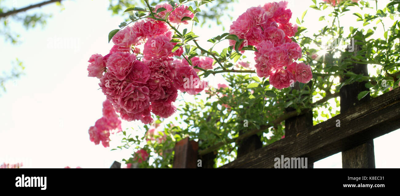 Pink rose flowers on the rose bush in the garden in summer Stock Photo ...
