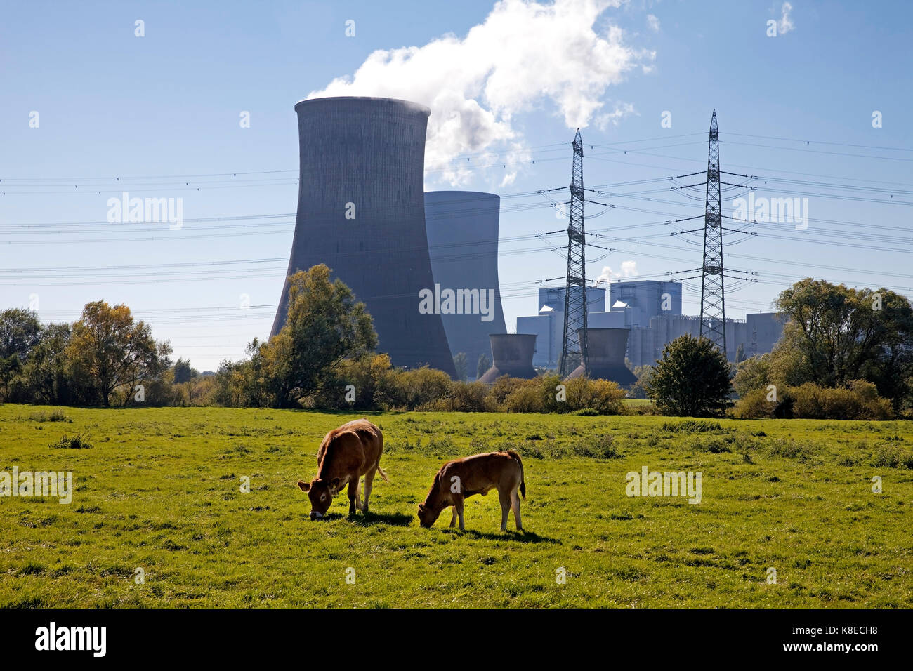 Two cows grazing in front of the Westfalen power plant, RWE Power AG, Hamm, Ruhr Area, North Rhine-Westphalia, Germany Stock Photo