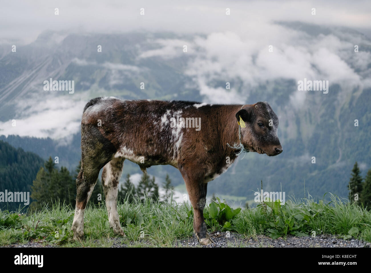 A calf on Diedamskopf mountain in Bregenzer Wald, Vorarlberg, Austria Stock Photo