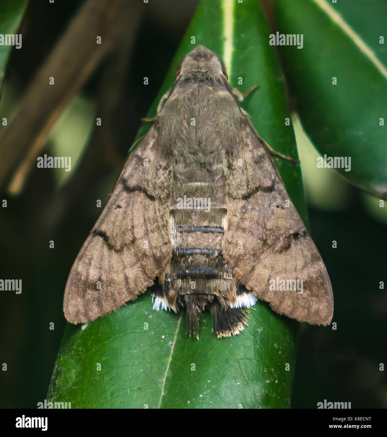 A macro shot of a moth Stock Photo - Alamy