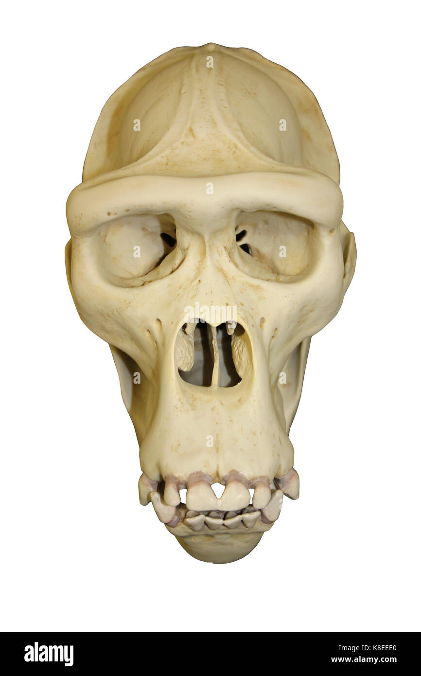 Female Gorilla Skull Stock Photo