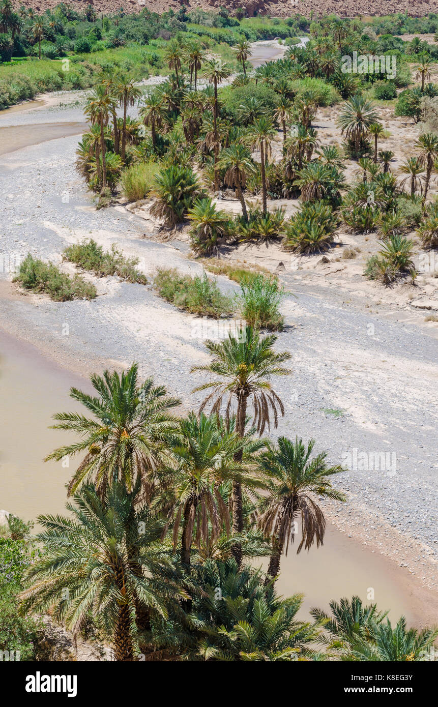 Palm lined dry river bed near Tiznit in Morocco, North Africa. Stock Photo