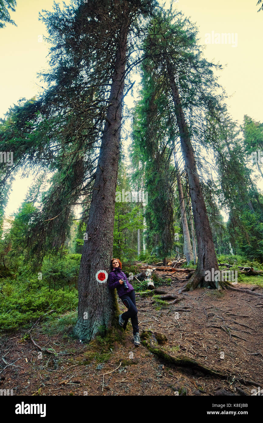 Hiker woman in a forest of huge pine trees Stock Photo - Alamy