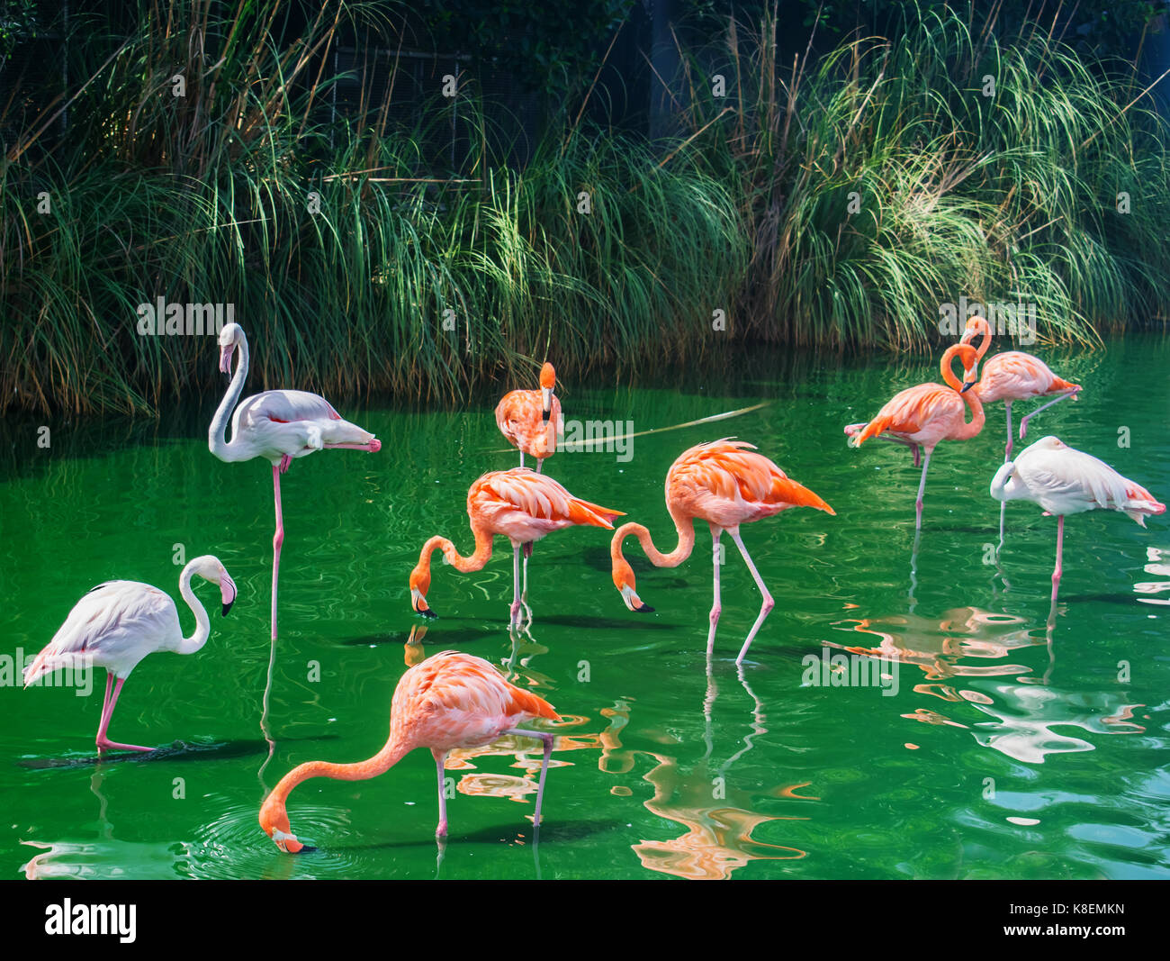 Flamingos habitat