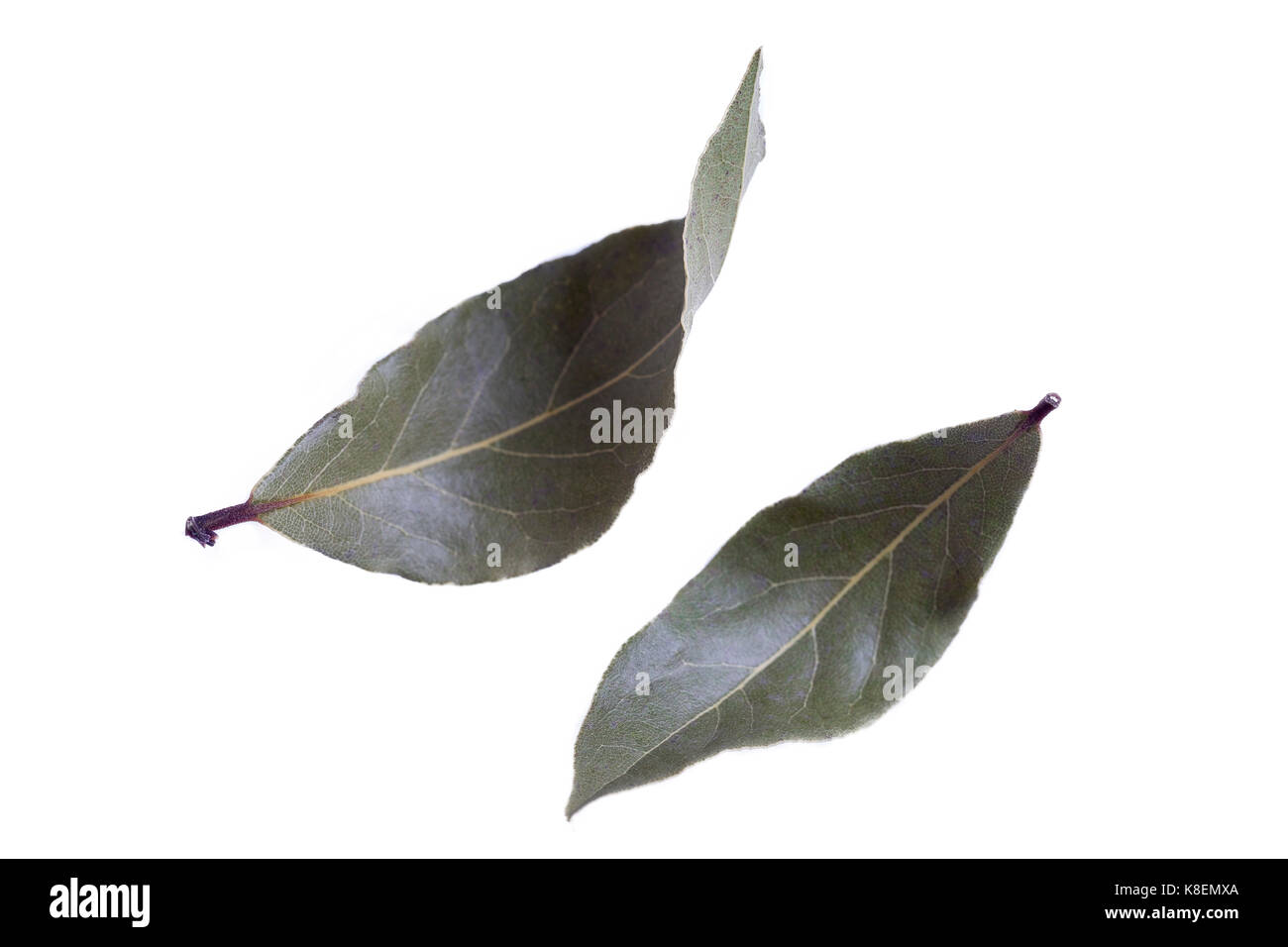 LAUREL Stock Photo - Alamy