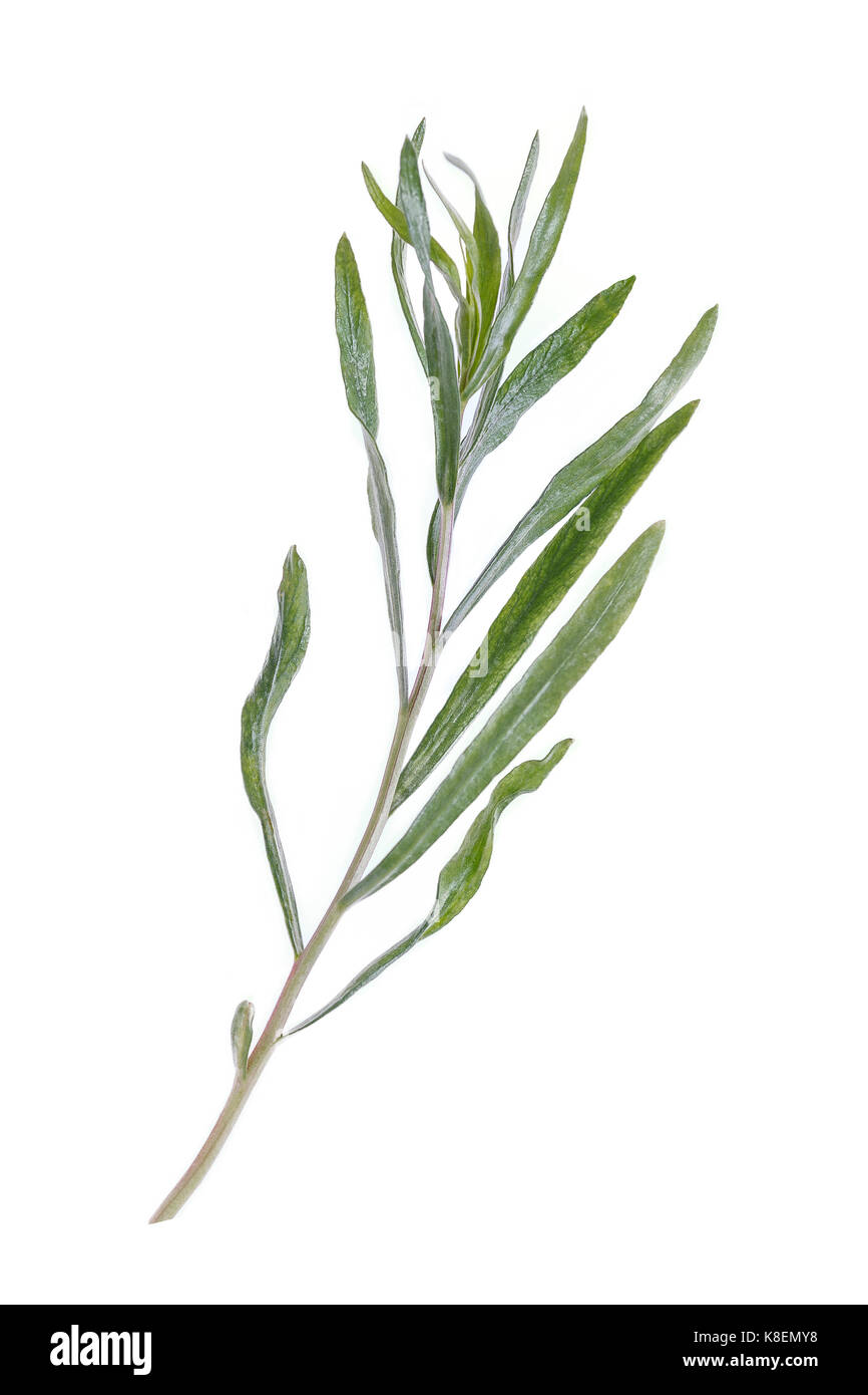 Tarragon plant up close hires stock photography and images Alamy