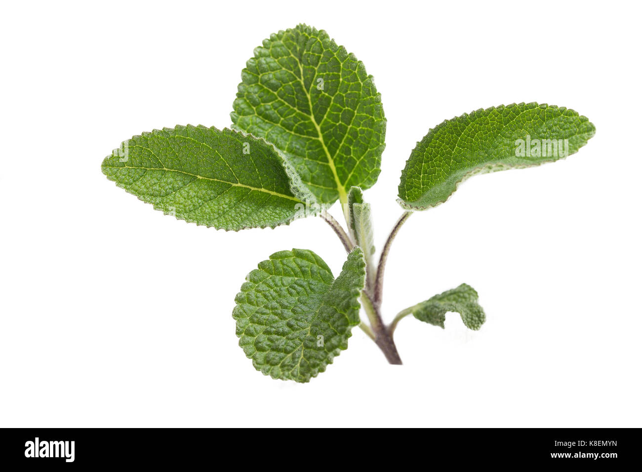 Top view - bundle of sage leaves on white background Stock Photo