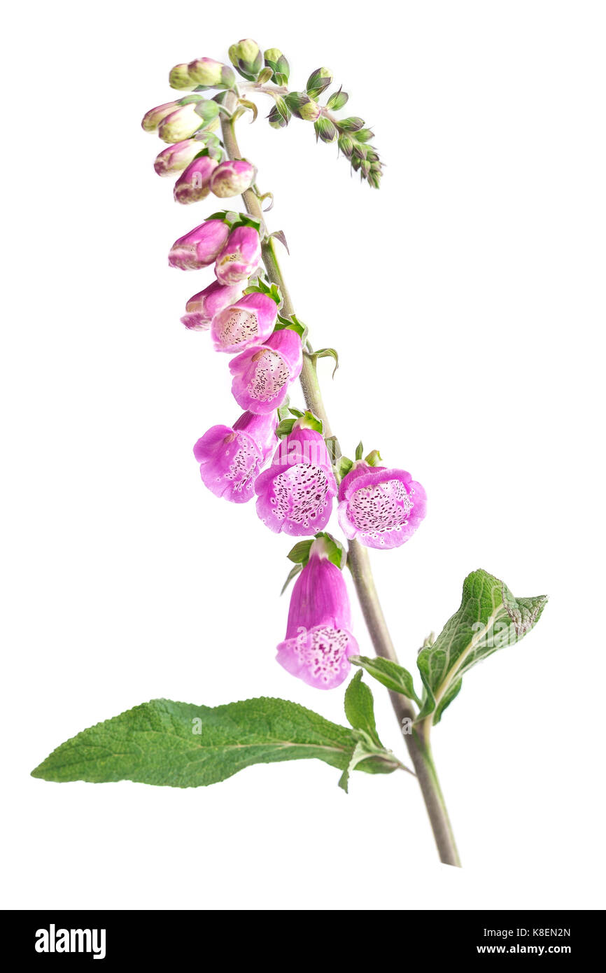 Crimson foxglove hi-res stock photography and images - Alamy