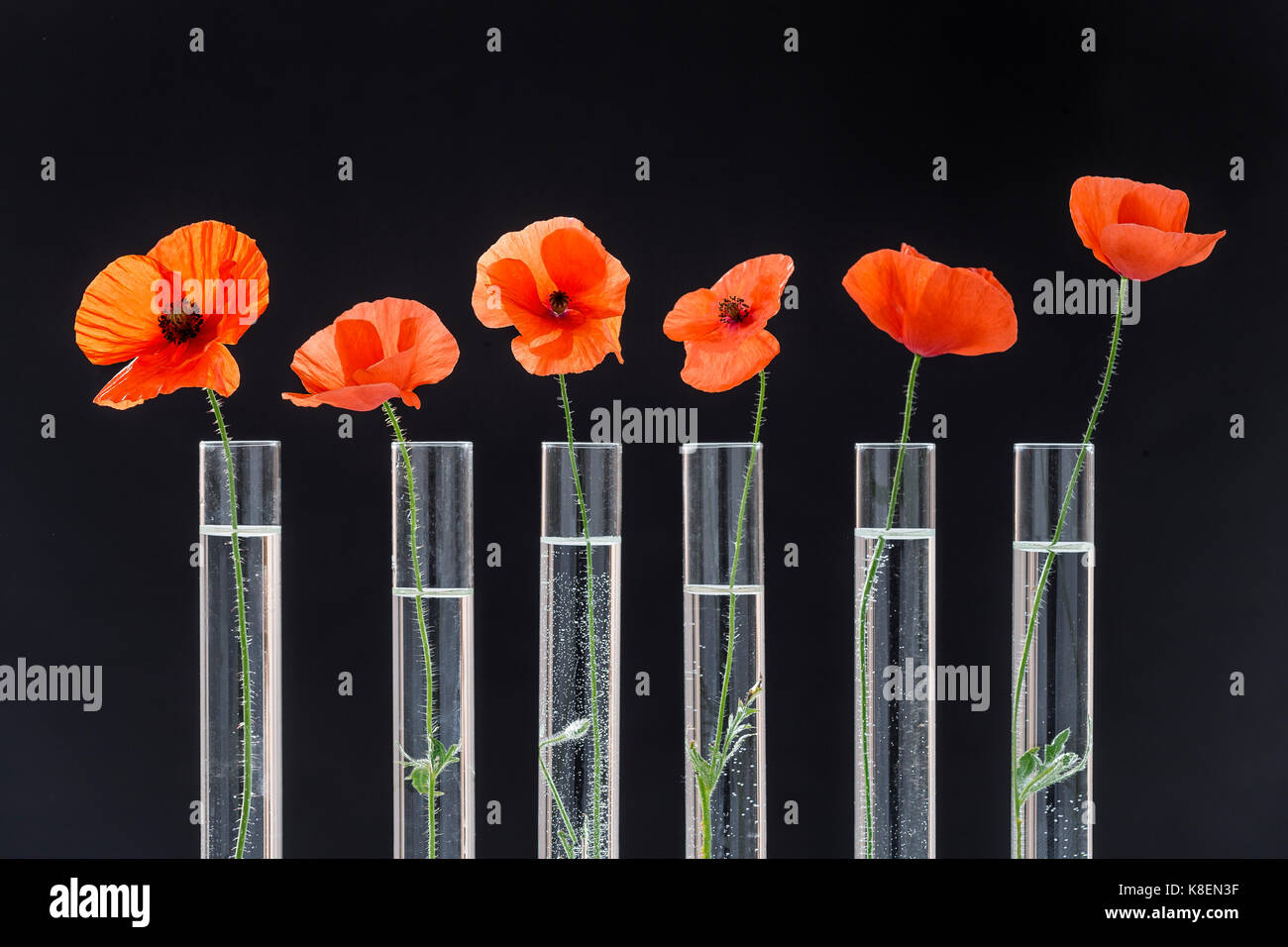 Herbal research hi-res stock photography and images - Alamy
