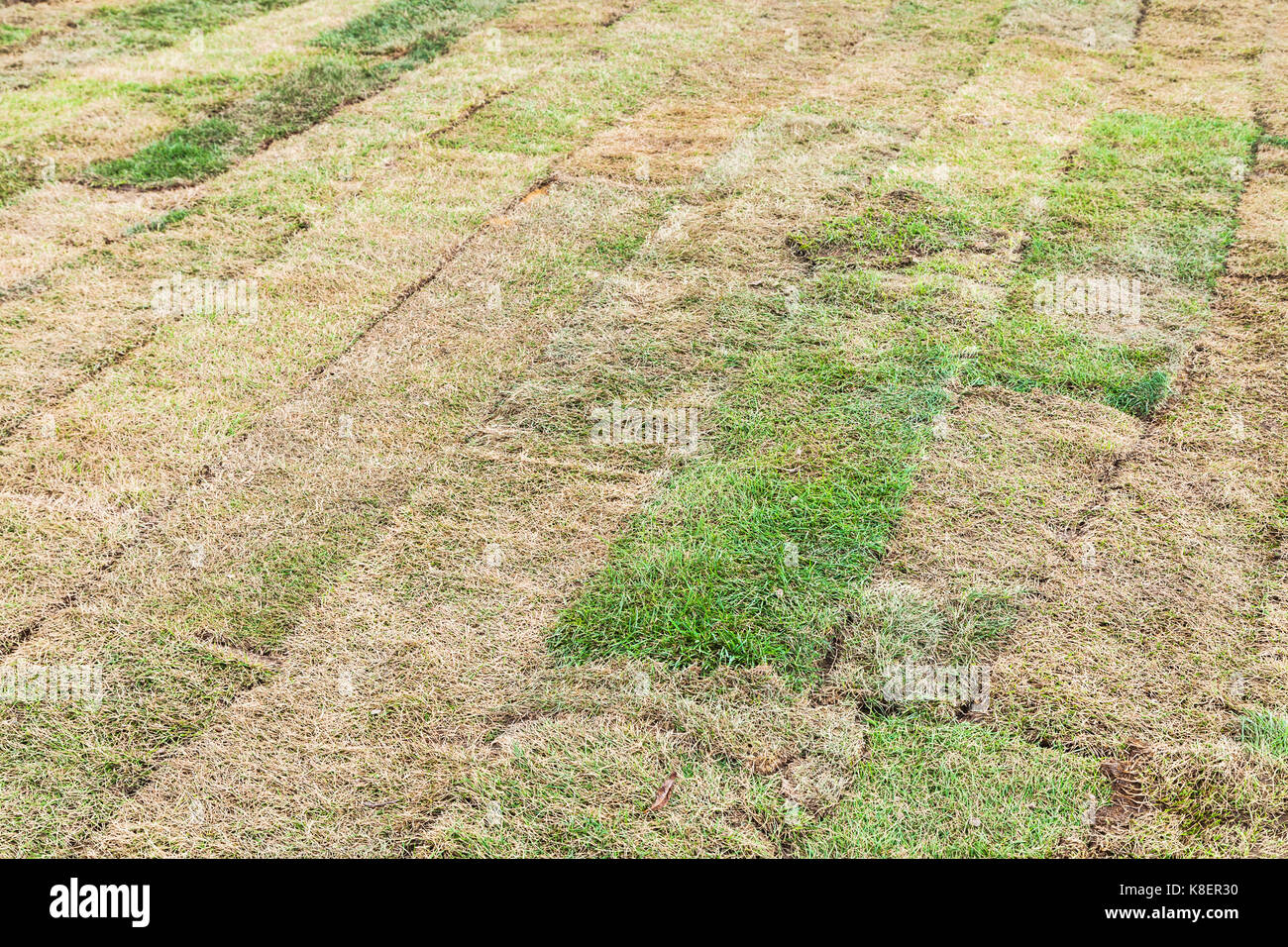 installing a new lawn dried pieces of turf laid on the field Stock Photo Alamy