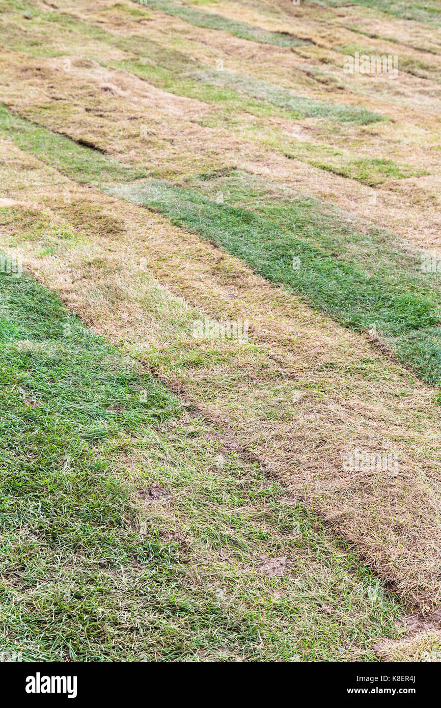 installing a new lawn pieces of turf laid on the field Stock Photo Alamy