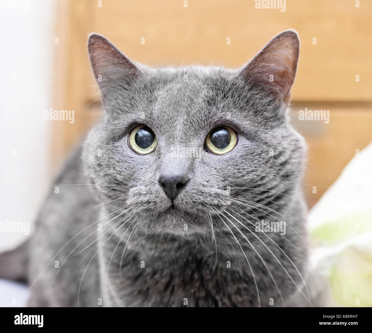 Devotee look of adult gray cat with yellow eyes Stock Photo - Alamy