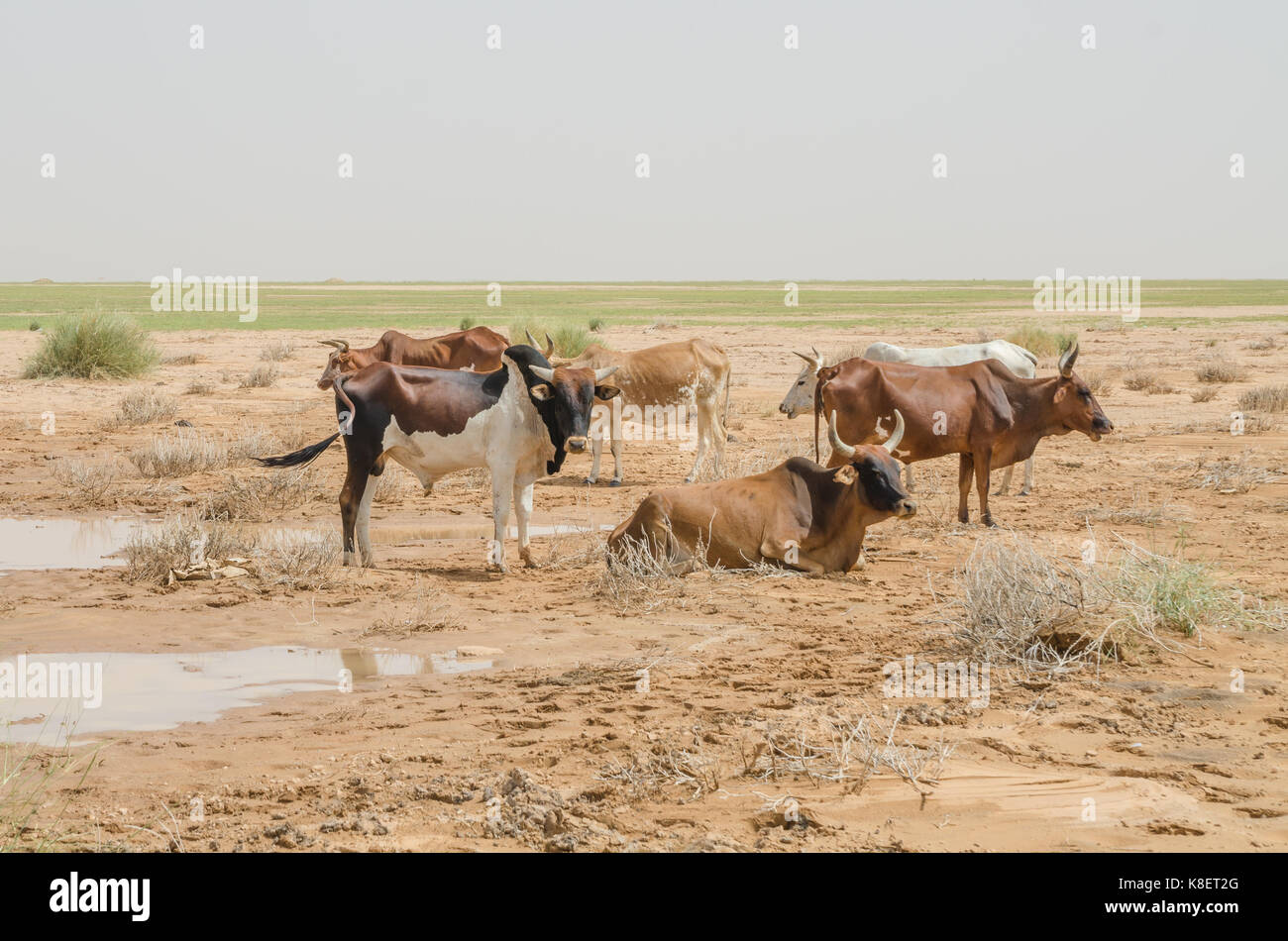Mauritanian cattle with bulls and cows in the Sahara desert at waterhole, Mauritania, North Africa. Stock Photo