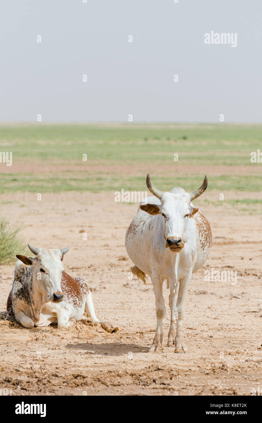 Mauritanian cattle with bulls and cows in the Sahara desert at waterhole, Mauritania, North Africa. Stock Photo