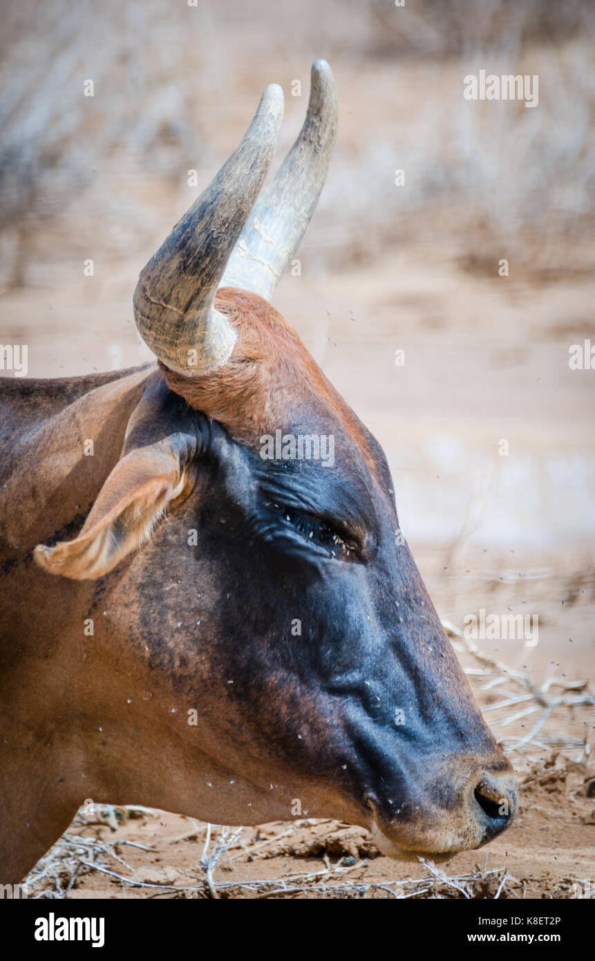 Closeup portrait of Mauritanian cattle with bulls and cows in the Sahara desert, Mauritania, North Africa. Stock Photo